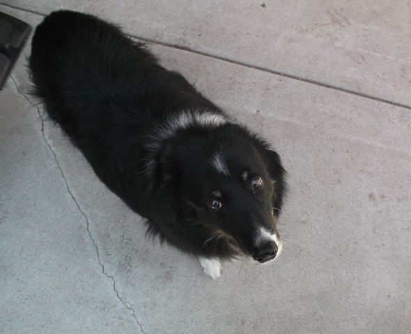 bella